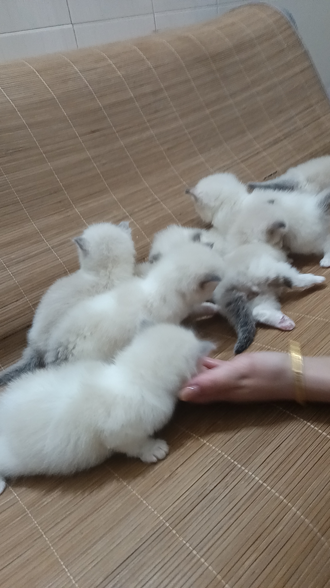 精品蓝双布偶猫咪
